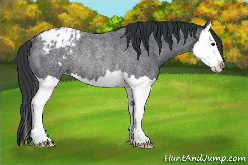 Horse Color:Blue Roan Splash Varnish Rabicano