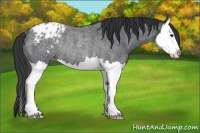 Horse Color:Blue Roan Splash Varnish Rabicano