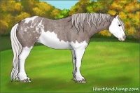 Horse Color:Silver Blue Roan Splash Appaloosa 