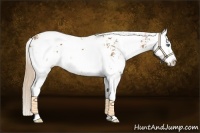 Horse Color:Chestnut Sabino Splash 