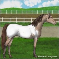 Horse Color:Bay Dun Near Fewspot 