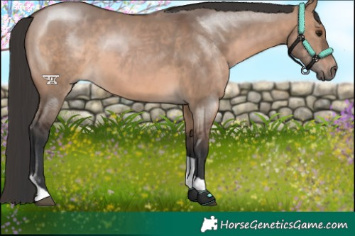 Horse Color:Brown Dun Tobiano