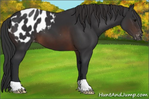 Horse Color:Brown Appaloosa 