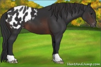 Horse Color:Brown Appaloosa 