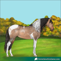 Horse Color:Bay Dun Tobiano 
