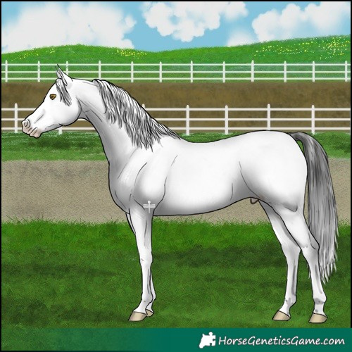 Horse Color:Liver Chestnut Snowflake Varnish