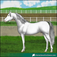 Horse Color:Liver Chestnut Snowflake Varnish 