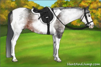 Horse Color:White Spotted Brown Tobiano 