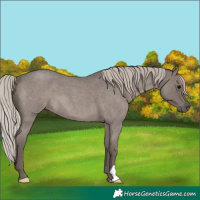 Horse Color:Silver Blue Roan 