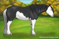 Horse Color:Black Splash 