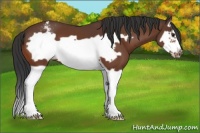 Horse Color:Brown Splash Frame Appaloosa 