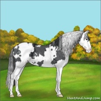 Horse Color:White Spotted Black Chinchilla Ice Sabino Splash 