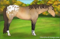 Horse Color:Buckskin Blanket 
