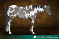 Horse Color:White Spotted Grullo Rabicano