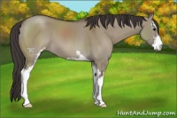 Horse Color:Smoky Grullo Sabino 
