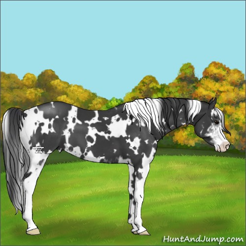 Horse Color:White Spotted Black Sabino 