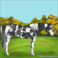 Horse Color:White Spotted Black Sabino 