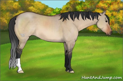 Horse Color:Bay Dun
