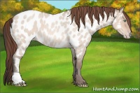 Horse Color:Sable Champagne Roan Dun Near Leopard 