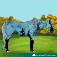 Horse Color:ERROR: UNKNOWN ANOMALY