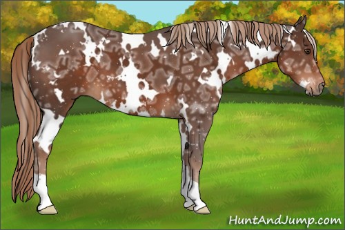 Horse Color:White Spotted Liver Chestnut Ice