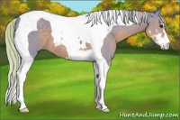 Horse Color:Watercolor Silver Black Sabino Tobiano 