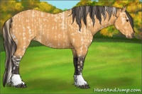 Horse Color:Palomino Ice Splash  and Buckskin 