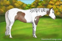 Horse Color:Silver Black Sabino Splash Tobiano 