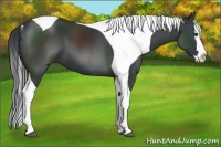 Horse Color:Black Splash Tobiano 