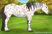 Horse Color:Bay Appaloosa 