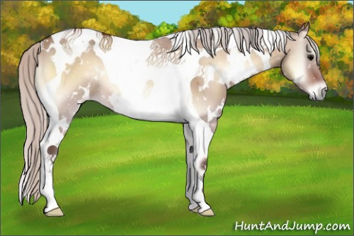 Horse Color:White Spotted Silver Bay Onyx Tobiano 