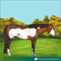 Horse Color:Bay Frame 