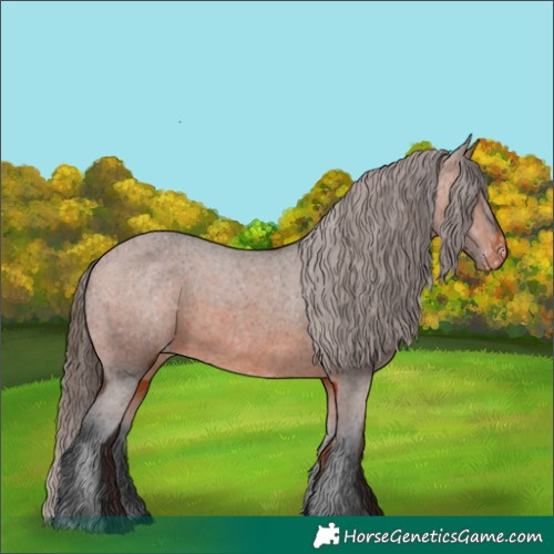 Horse Color:Bay Appaloosa and Bay Appaloosa