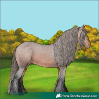 Horse Color:Bay Appaloosa  and Bay Appaloosa 