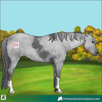 Horse Color:Blue Roan 