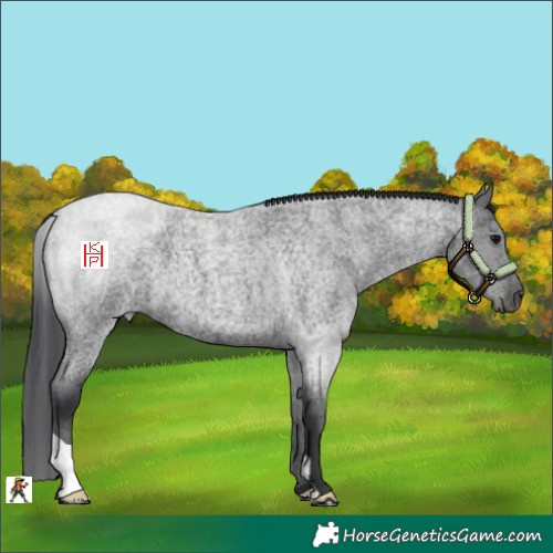 Horse Color:Blue Roan 