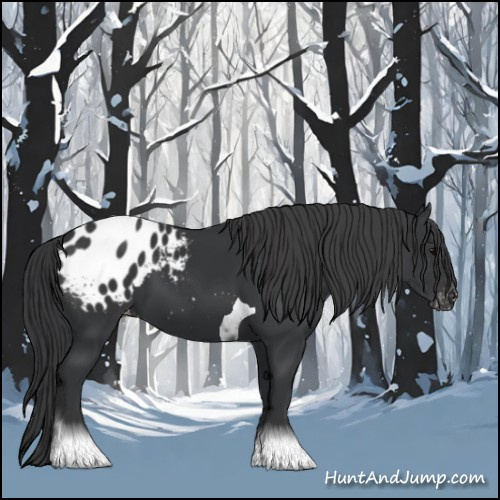 Horse Color:Black Tobiano Appaloosa 