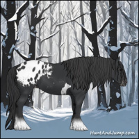 Horse Color:Black Tobiano Appaloosa 