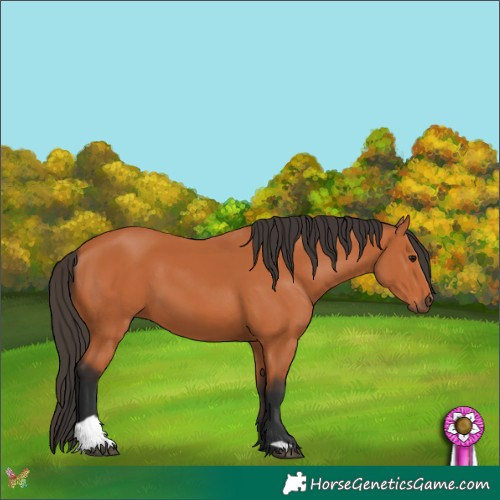 Horse Color:Bay 