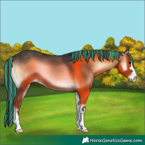 Horse Color:Painted Brown Onyx 