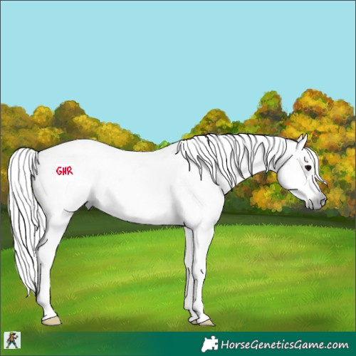 Horse Color:Gray Silver Black Splash 