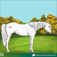 Horse Color:Gray Silver Black Splash