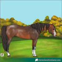 Horse Color:Bay Sabino Rabicano 