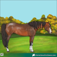 Horse Color:Bay Sabino Rabicano