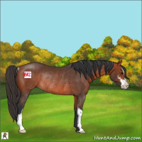 Horse Color:Bay Sabino Rabicano