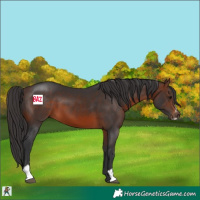 Horse Color:Brown Sabino