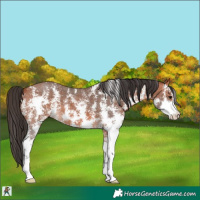 Horse Color:Bay Sabino 