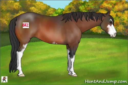 Horse Color:Brown Sabino 