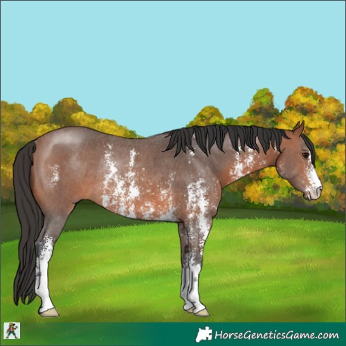 Horse Color:Bay Sabino Rabicano 