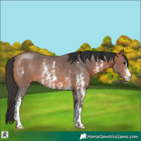 Horse Color:Bay Sabino Rabicano